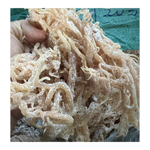 สาหร่ายไอริชซีมอส Eucheuma cottonii จาก99 GD - Product Image 5