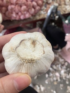 Ail frais vietnamien de qualité supérieure, ail frais naturel blanc, bulbes entiers pour les marchés d'exportation mondiaux - Product Image 2