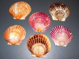 La cáscara de hierbas mezcla la ayuda inmune natural - Product Image 6