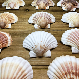 Conchas de vieira disponibles en diferentes tamaños para presentación de cenas Tiendas de artesanía y decoración Marcas de exportación - Product Image 4