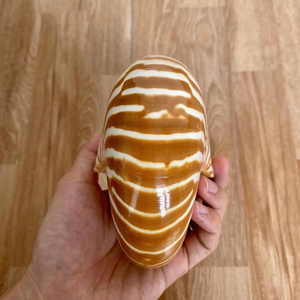 Concha de tigre decorativa con cámara Nautilus Seashell con patrón en espiral para exhibición y piezas de arte de concha - Product Image 3