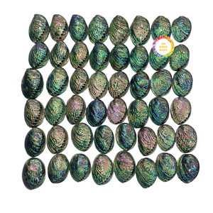 Concha de Abulón Azul Pulida, Material Natural Adecuado para la Fabricación de Joyas, Incrustaciones y Artesanías Decorativas - Product Image 6