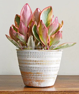 Jardinières personnalisables en émail gris pour décoration intérieure et extérieure moderne Pot de fleur pour balcon jardin - Product Image 6