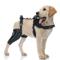 Attelle de genou articulée respirante et réfléchissante réglable pour chien, avec harnais de soutien articulaire orthopédique pour l'extérieur, vente en gros