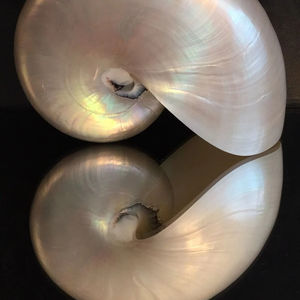 Ornement décoratif de coquillage chambré naturel Matériau d'artisanat océanique unique Fourniture à domicile Vietnam - Product Image 6