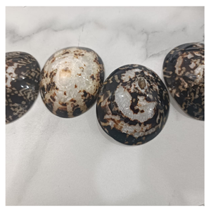 Conchas de Limpet vietnamitas limpias, naturales, lo mejor para acuarios, fabricación de velas y regalos - Product Image 6