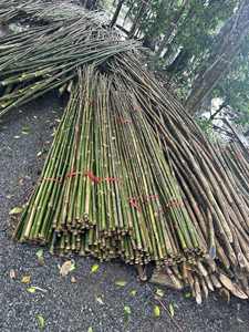 OEM Plant Support Sticks Custom <b>Bamboo</b> Stakes Vietnam Factory - Product Image 5