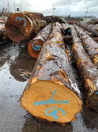 Premium Acacia Mangium & Auriculiformis <b>Logs</b> for Heavy Duty and Eco-Friendly Projects Export Quality - Product Image 5