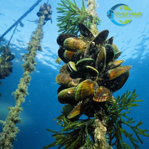 Produit phare : Corde en fibre de coco (COIR) fabriquée au Vietnam, corde en fibre de coco naturelle de couleur brune pour la décoration intérieure et l'artisanat, de haute qualité - Product Image 4