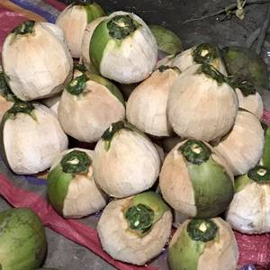 Distributeur de cire de noix de coco entier, cire de noix de coco pour esporter, fabriqué en noix de coco au Vietnam, vacances - Product Image 4