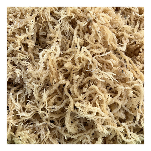 Mousse de mer: Mousse de mer dorée vietnamienne naturelle, séchée à 5-10% d'humidité, parfaite pour les plats faciles et les gels dans les incontournables de l'industrie alimentaire - Product Image 2