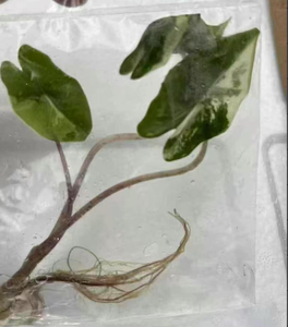 Plante rare Alocasia Pseudo Sanderiana rose variegée en culture tissulaire - 3-5 cm, cultivée en laboratoire, feuillage de collection - Product Image 4