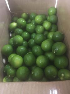 100% <b>Fresh</b> green SEEDLESS LIME high quality for exporting competitive price from Vietnam exporter - Product Image 5