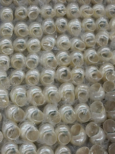 Coque turbo verte naturelle de qualité supérieure du Vietnam pour les remplisseurs de vases d'aquarium et la décoration côtière faite à la main - Product Image 4