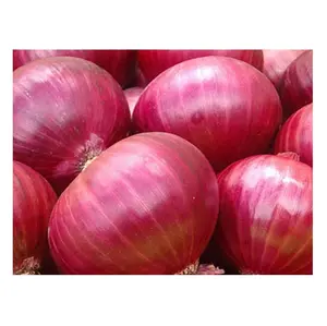 Highest Quality Best Price Direct Supply 100% Pure Fresh Red Onions Bulk Supplier Bulk Fresh Stock Available For Exports