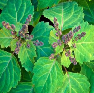 Vente en gros d'huile essentielle de patchouli 100% naturelle pure d'Inde - Product Image 6