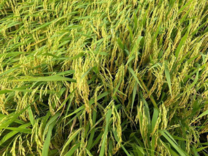 Calrose bán buôn mềm kết cấu vòng gạo của Việt Nam lớn nhất số lượng giá thấp tương tự như Basmati bao gồm Japonica Konjac gạo - Product Image 5