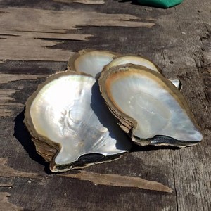 White Mother of Pearl Unpolished Whole <b>Shells</b> Pearl <b>Clam</b> <b>Shell</b> Large Capiz Seashells for Crafts and Decor - Product Image 3