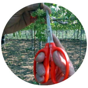 กรรไกรตัดแต่งบอนไซกรรไกรตัดแต่งกิ่งไม้ในสวนแบบพกพาได้อย่างมืออาชีพ - Product Image 4