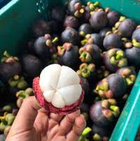Verse biologische Thaise mangosteen, rijk en sappig, bekend om zijn zoete smaak en hoge antioxidantgehalte
