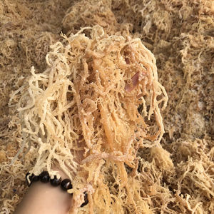 Trato de algas saladas Cottonii Vietnam fuente cruda bien seca para procesar algas saladas Cottonii exportación al por mayor de Vietnam - Product Image 6