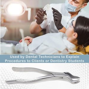 Forceps d'extraction dentaire manuels en acier inoxydable de qualité supérieure, poignée ergonomique, instruments dentelés pour usage professionnel - Product Image 2