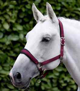 Collier de tête de cheval de style anglais de haute qualité, licol durable pour le saut, l'entraînement et le travail en écurie - Product Image 4