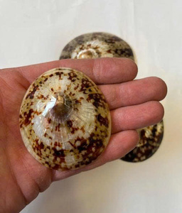เปลือกหอย Limpet สำหรับตกแต่งเปลือกหอยสำหรับเลี้ยงลูกด้วยนมเปลือกหอยทำด้วยมือจากโรงงานเวียดนามสำหรับเครื่องประดับและงานฝีมือ - Product Image 2