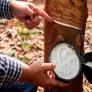 Amoniac ยางธรรมชาติผลิตภัณฑ์ยางข้นแบบเวียดนาม60% ความเข้มข้นต่ำ DRC - Product Image 5