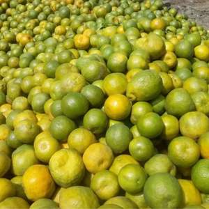 Clementines fraîches de qualité supérieure - Classe I Sans pépins Faciles à peler - Mandarines sucrées à haute teneur en Brix Qualité d'exportation Vente en gros - Product Image 5
