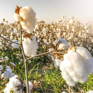 Offre exclusive de haute qualité (Gossypium Barbadense) sur 100% pur coton brut en gros exportation en vrac du Brésil filature blanchie - Product Image 2