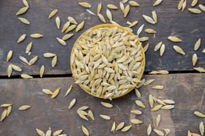 <b>Barley</b> Animal Feed in Wholesale Bulk Quantity At Low Price - Product Image 4