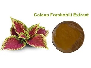 Coleus Extract 20% Polvo de materia prima estandarizado Calidad superior para el mejor precio al por mayor - Product Image 5