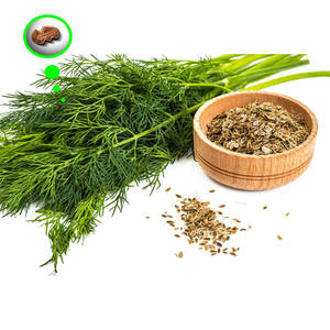 Aneth | Culture aromatique pour applications culinaires - Product Image 1