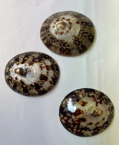 Coquille de patelle pour aquarium d'embellissement artisanal et scènes côtières - Product Image 6