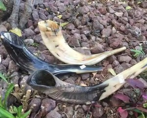 Jarra Vikinga para Beber, Novedad, Cuerno Natural de Búfalo para Café con Detalles Metálicos, Taza de Estilo Medieval - Product Image 5