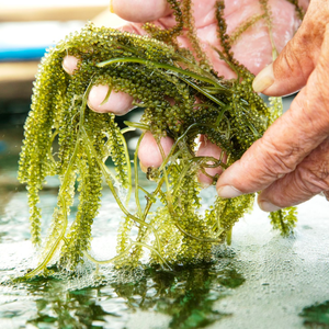 MEILLEUR VENDEUR 2025-RAISINS DE MER DÉSHYDRATÉS PREMIUM/CAVIAR VERT DU VIETNAM GOÛT DÉLICIEUX - Product Image 4