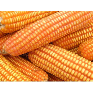 Maíz Amarillo de Primera Calidad para Alimentación Animal/Maíz Amarillo para Alimentación de Aves de Corral, Venta al por Mayor, Material de Fabricante de Alta Calidad a Precio Económico - Product Image 4