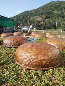 Barco de pesca redondo de bambú, coráculo, vietnamita, natural - Product Image 4