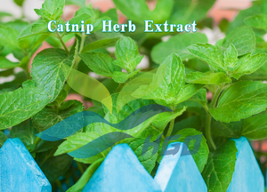 โรงงาน HGO จัดจำหน่ายโดยตรง สารสกัดจากแคทนิปแท้บริสุทธิ์ เกรดอาหาร อัตราส่วนการสกัด 10:1 - Product Image 2