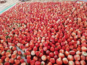 สตรอว์เบอร์รีอบแห้งแบบแช่แข็ง พรีเมียม รสหวานธรรมชาติ คุณภาพสูง จำหน่ายจำนวนมาก เกรดส่งออก ผู้จัดจำหน่ายจากเวียดนาม - Product Image 6