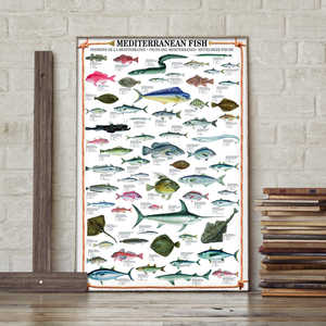 Impresión artística de peces del Mediterráneo, intrincado mapa de pared de las especies de peces del Mar Mediterráneo - Product Image 2