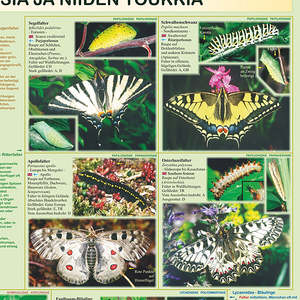 Póster de mariposas y orugas europeas (DIN A1 alemán) Técnicas de impresión offset para gráficos de alta calidad - Product Image 1