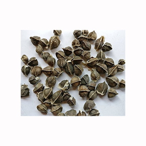 High Quality Organic <b>Moringa</b> Oleifera <b>Seeds</b> Wild Cultivation Herbal Extract 100% Purity Cosmetic Use - Product Image 6