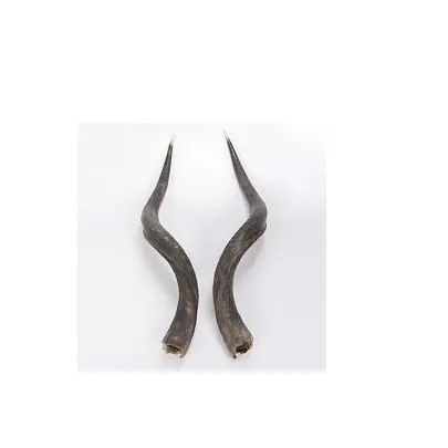 Stylish buffalo pair horn polished pieces wall decorative piece and best quality horn at Affordable price
