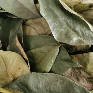 Le corossol laisse un aliment santé Prix bon marché du VIETNAM - Product Image 5