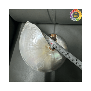 Conchas de Nautilus en Paquete a Granel, Excelente Valor para Proyectos de Decoración a Gran Escala y Negocios de Artesanía - Product Image 4