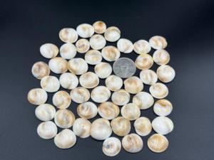 AAA + alta calidad 100% Natural ShivaEye cabujón tamaño personalizado mezcla forma blanco piedras preciosas sueltas joyería hacer lote disponible - Product Image 2