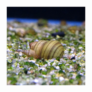 Escargots africains surgelés, produit de la mer de qualité supérieure, traitement hygiénique, longue durée de conservation - Product Image 4