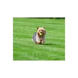 Pet Training <b>Ball</b> Set-1 Piece Interactive <b>Dog</b> Toy - Product Image 2